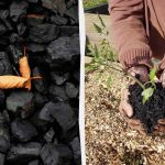 4 uventede måder at bruge trækul på i haven