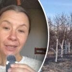 Årsagen, som kun få kender til: Hvorfor kalke træer om