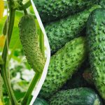 Agurker holder til frost: Hvilke sorter kan sås i september?