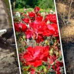 Beskyttelse på et par timer: en enkel “åndbar” måde at