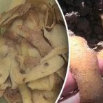 Den bedste måde at lave gødning af kartoffelskræller på