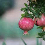 Det er muligt at dyrke et granatæbletræ derhjemme: Eksperter har