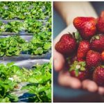 Efterårets sidste akkord: enkle handlinger, der påvirker næste sæsons bær Efterårets sidste akkord: enkle handlinger, der påvirker næste sæsons bær