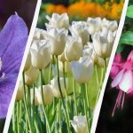 Ekspert udpeger 7 planter, der er værd at plante i haven dette efterår Ekspert udpeger 7 planter, der er værd at plante i