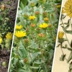 En farlig plante breder sig i Ukraine: Det ved vi