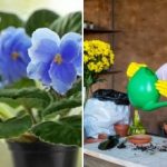 En skefuld, og du får en “hætte” af blomster: den