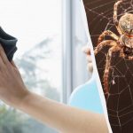 Et produkt renser vinduer, så de skinner, og fjerner edderkopper: et usædvanligt lifehack Et produkt renser vinduer, så de skinner, og fjerner edderkopper: