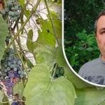 Et simpelt trick til en god høst: en gartner afslører