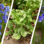 Farlige løg: 5 planter, du ikke bør plante i haven