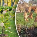 Forkert beskæring "stjæler" størrelsen: Sådan beskærer du hortensia til frodig blomstring Forkert beskæring “stjæler” størrelsen: Sådan beskærer du hortensia til frodig