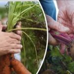 Gunstige dage: hvornår man skal grave gulerødder og rødbeder i