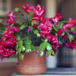 Hvad skal man fodre juletræet med for at få det