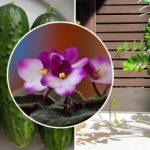 Hvorfor butiksblomster visner derhjemme: hemmeligheden ligger i fodringen, som sælgerne