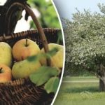 Ingen grund til at fælde: Sådan forynger du et gammelt