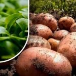 Jorden bliver som fnug: en gartner fortæller, hvad han skal