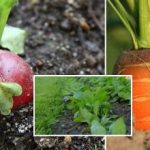 Køkkenhaven i september: Hvad skal man så for at få