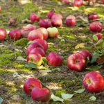 Rådne æbler er ikke gødning: 4 grunde til, at fordærvet