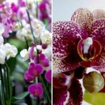 Sådan får du orkideer, pelargonier og violer til at blomstre 365 dage om året: en simpel gødningsopskrift Sådan får du orkideer, pelargonier og violer til at blomstre