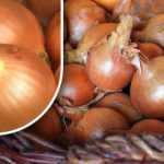 Sådan konserverer du løg, så de ikke spirer før sommeren: