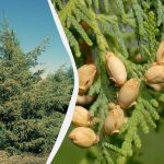 Skynd dig ikke med beskæresaksen: Hvilke nåletræer kan ikke tåle